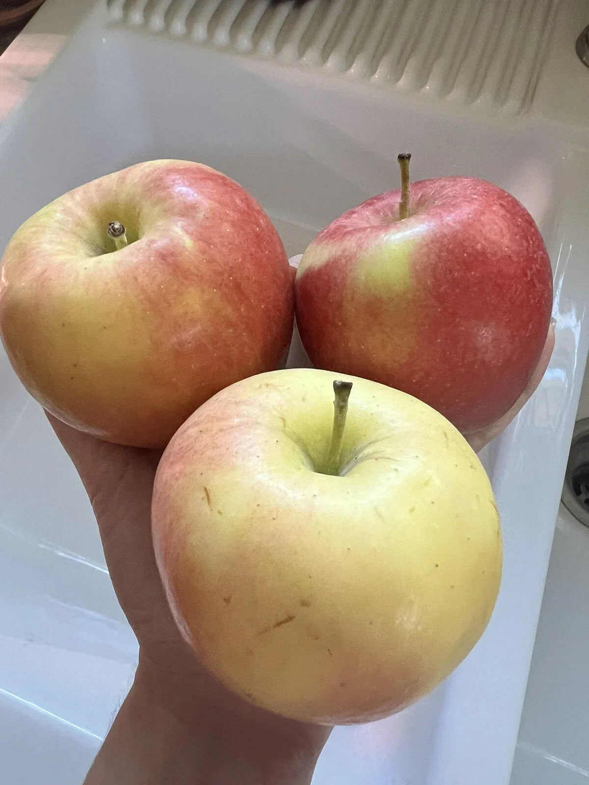 Organic Ambrosia Apple Seeds - Non-GMO, Edible Fruit Tree Seeds for Home Gardening, Malus domestica, Sweet Crisp Apples, 5 Seeds