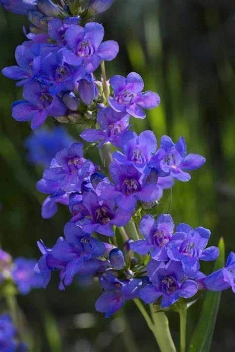 Penstemon Cyananthus Seeds - Wasatch Perennial Wildflower, Pollinator-Friendly Blue Flowers, 20 Count
