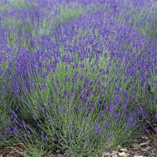Lavender Seeds Bulk Pack 2000 Non-GMO Vera Perennial Lavandula angustifolia for Landscaping, Gardens, Borders