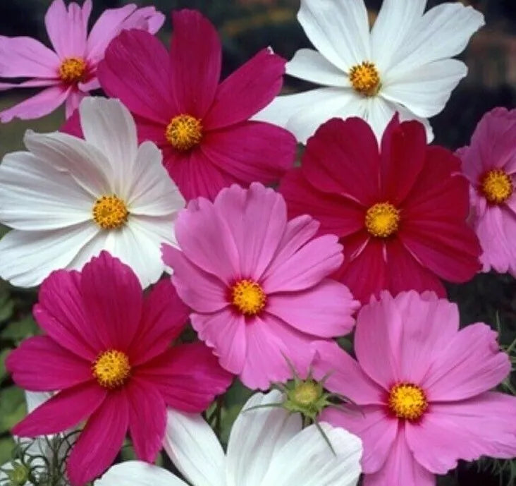 Cosmos Flower Seeds - Sensation Mix, Annual, White Red Purple, Cosmos bipinnatus, 100+ Seeds, Full Sun, Easy to Grow