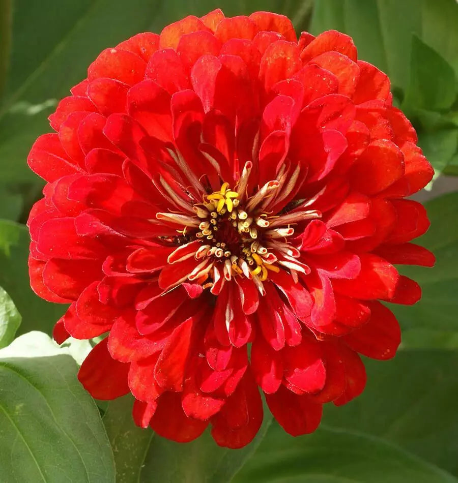 Zinnia Seeds Cherry Queen Red Flower Pack | Zinnia elegans | Vibrant Summer Bloom | Butterfly Attracting Garden Seeds