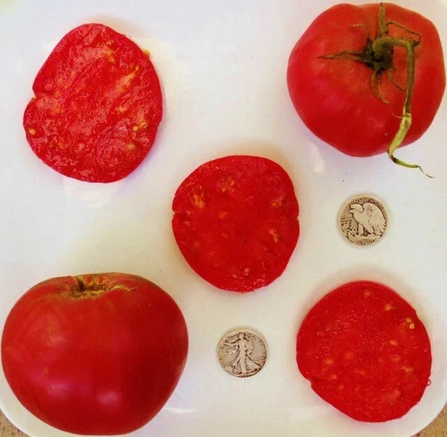 Anna Russian Tomato Seeds - 25 Count Heirloom Solanum lycopersicum for Home Gardening, Juicy Red Tomatoes, Non-GMO Seed Packet