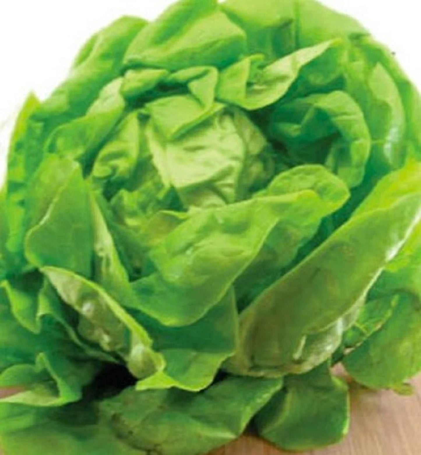 Bibb Lettuce Seeds 500+ Non-GMO Heirloom for Gardening, Lactuca sativa, Salad Greens, Compact, Easy to Grow