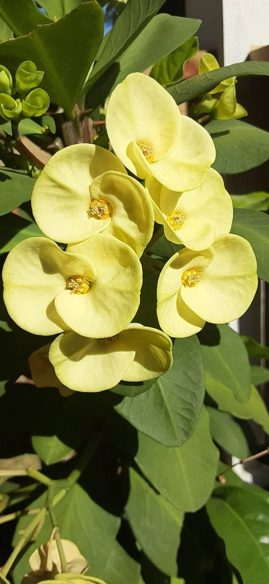 Light Yellow Crown of Thorns Cutting - Euphorbia milii Succulent for Indoor & Outdoor Gardening, Drought Tolerant, Easy Care