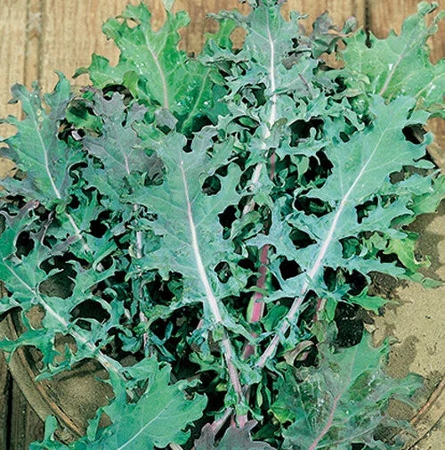 Red Russian Kale Seeds - 200+ Non-GMO Brassica oleracea for Organic Greens, Tender Leaves, Cold-Hardy, Full Sun, Home Garden, USA Grown