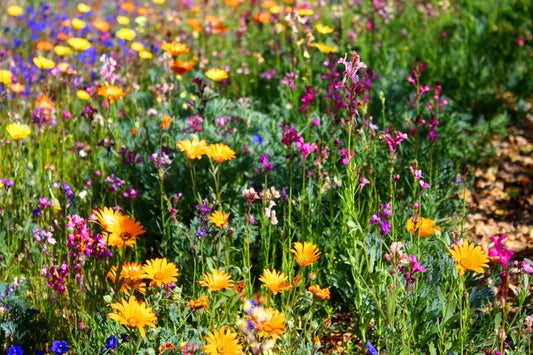 North American Wildflower Seed Mix - Native Flower Blend for Garden, Pollinator Attracting, Eco-Friendly, Non-GMO, 1,000 Seeds