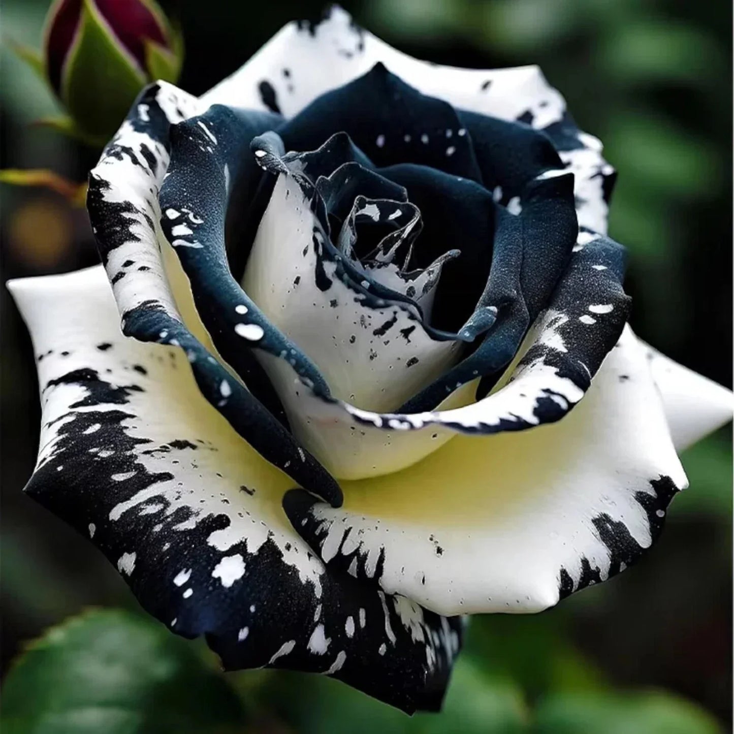 Rare Black & White Rose Seeds - 20 Non-GMO Heirloom Rosa spp. for Garden, Landscaping & Cut Flowers