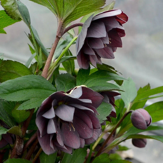 Hellebore Perennial Plant 5.25" Pot Dashing Groomsmen Lenten Rose Helleborus orientalis