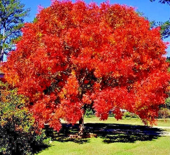 Chinese Pistachio Tree Seeds - 10 Pack, Hardy Bonsai & Landscape Plant, Pistacia chinensis, Vibrant Fall Foliage, Drought-Resistant