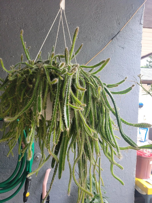 Medusa Dog Tail Cactus Cuttings – 5 Unrooted Selenicereus Anthonyanus Succulent for Indoor & Outdoor Decor
