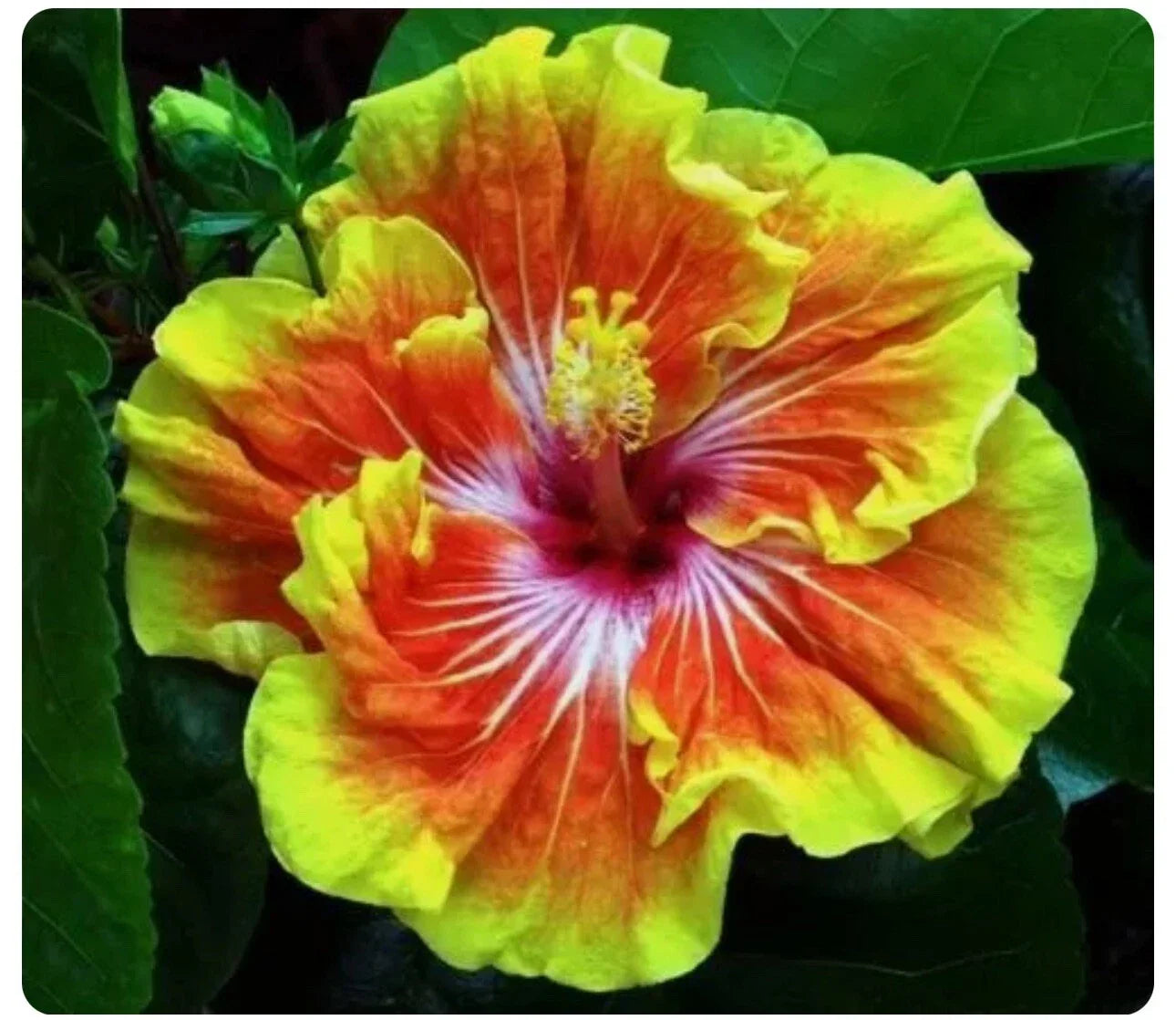 Small Rooted Tahitian Sunset Splendor Tropical Hibiscus Plant | Exotic Hibiscus rosa-sinensis for Garden & Indoor