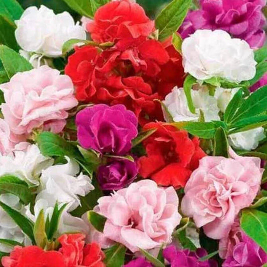 Impatiens Seeds Mix | Non-GMO Flowering Variety | Camelia Flowered | Seed Store 1262