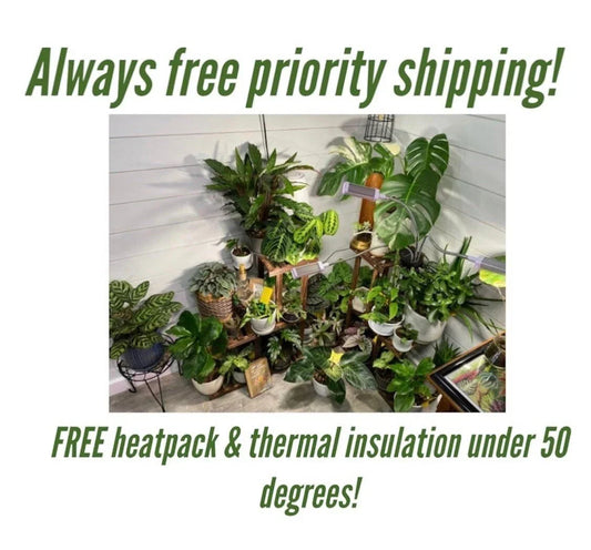 Mystery Plant Cuttings 10 Pack - Assorted Indoor Garden Varieties - Healthy Propagation Plants for Beginners