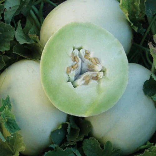 Green Honeydew Melon Seeds | Heirloom Non-GMO Cucumis melo | Juicy, Sweet Melon Seeds for Home Garden & Container Planting