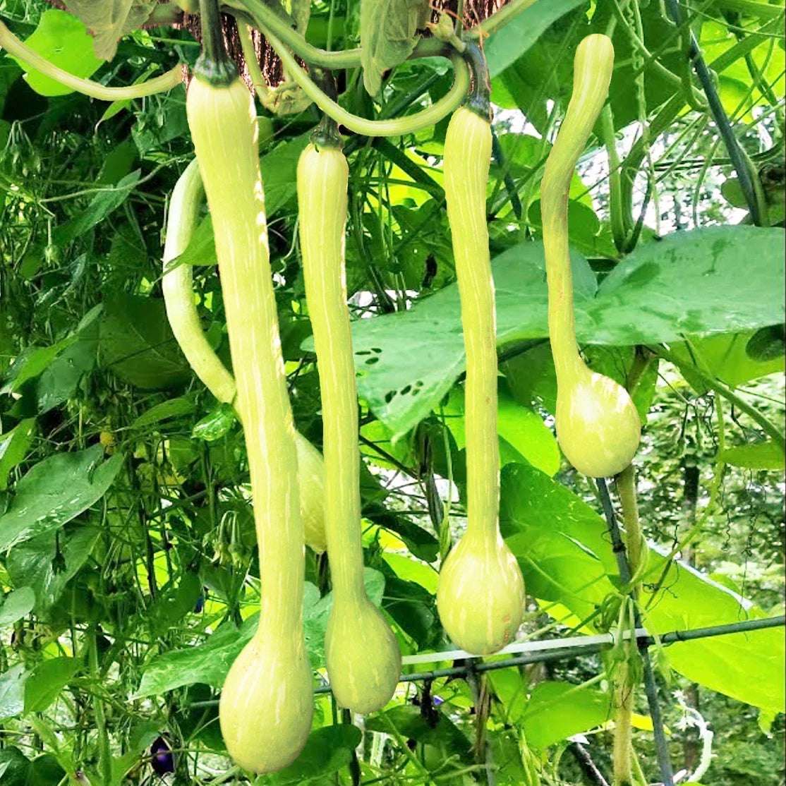 Tromboncino Squash Seeds | Heirloom Italian Zuchetta Cucuzzi | Snake Gourd Seeds for Garden, Container, Organic, Non-GMO