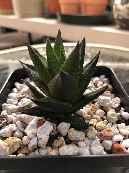 Haworthia Succulent Plant - Easy Care Indoor Cactus with 2 Free Cuttings - Decorative Rosette-Shaped Plant for Home or Office
