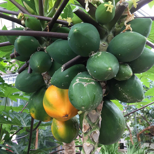 Hawaiian Papaya Seeds 25+ Carica papaya Tropical Fruit Tree for Garden Planting Fast Shipping