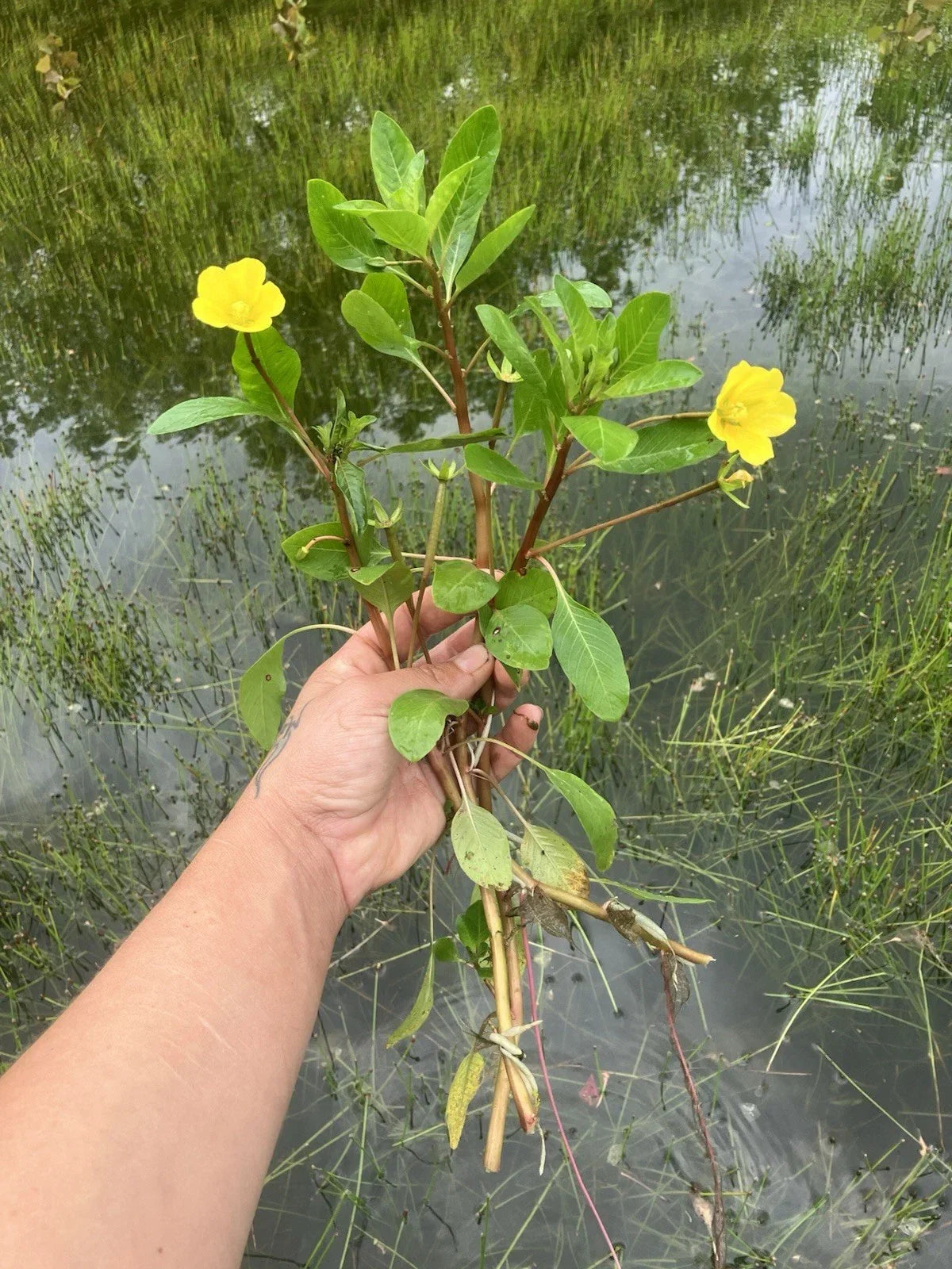 Creeping Primrose Pond Plant - 6 Rooted Ludwigia repens Floating Aquatic Perennial for Water Gardens