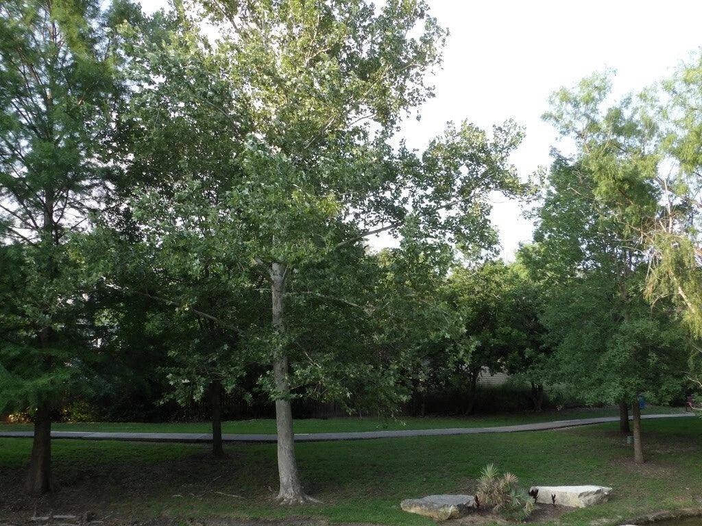 American Sycamore Tree Seeds | Platanus occidentalis | Buttonwood, P Glabrata, Button Ball | Fast-Growing Shade Tree