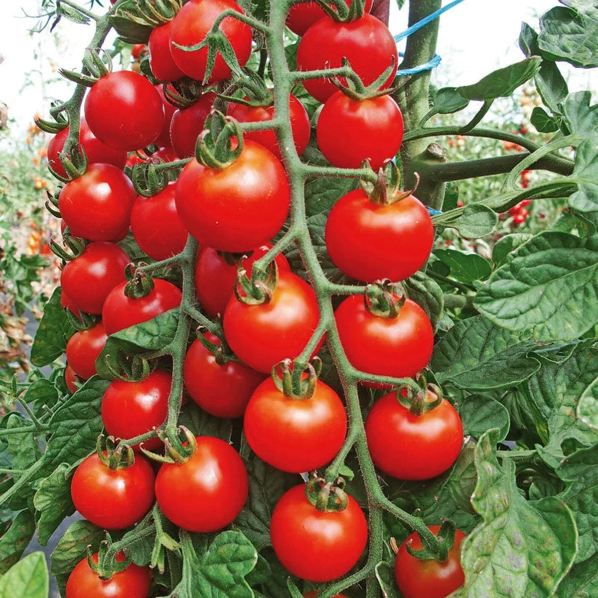 Cherry Tomato Seeds - 100+ Organic Heirloom Super Sweet Variety - Solanum lycopersicum - Non-GMO, Rare Gardening Seeds