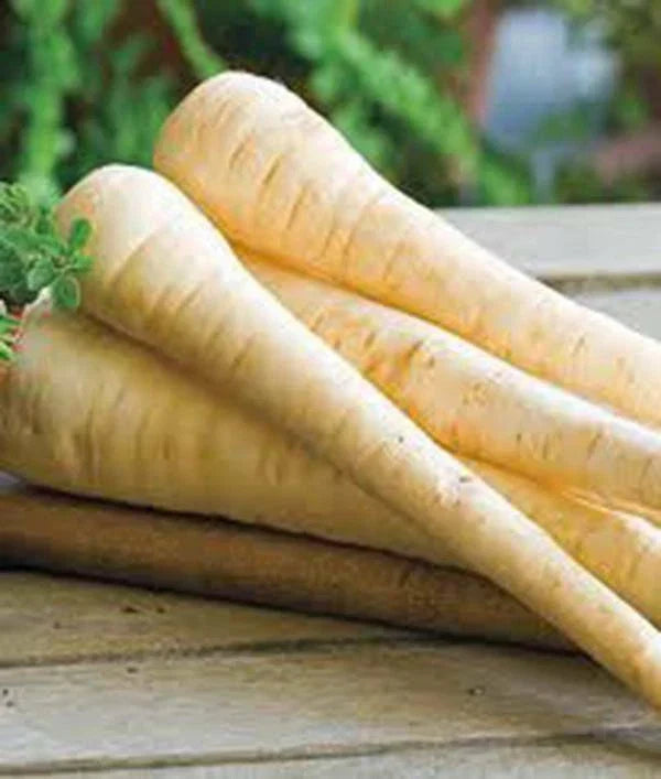 Parsnip Seeds 500 Count Heirloom Non-GMO Pastinaca sativa Vegetable Garden Seeds for Bountiful Harvest