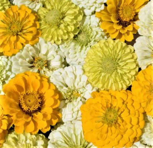Lemon Meringue Zinnia Seeds - 100+ Non-GMO Zinnia elegans for Vibrant Garden Blooms, Cut Flowers & Pollinator Attraction