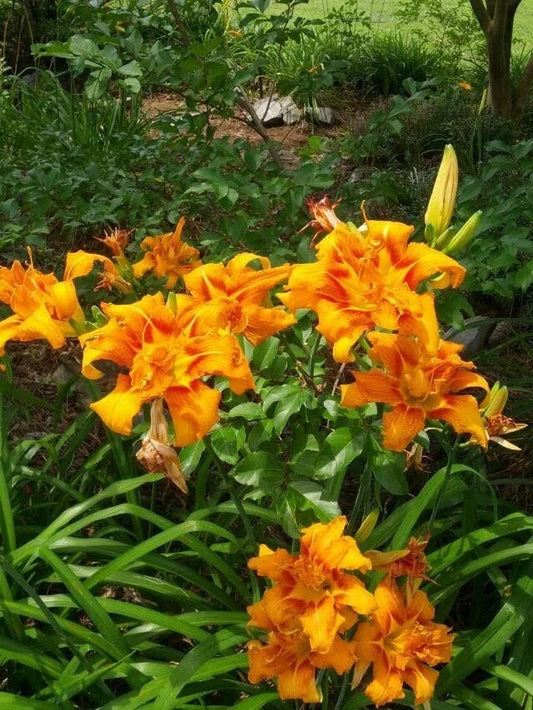 Kwanso Daylily Live Plants - 5 Bare Root Established Hemerocallis 'Kwanso' - Vibrant Orange Flowers, Pollinator Attracting, Low Maintenance