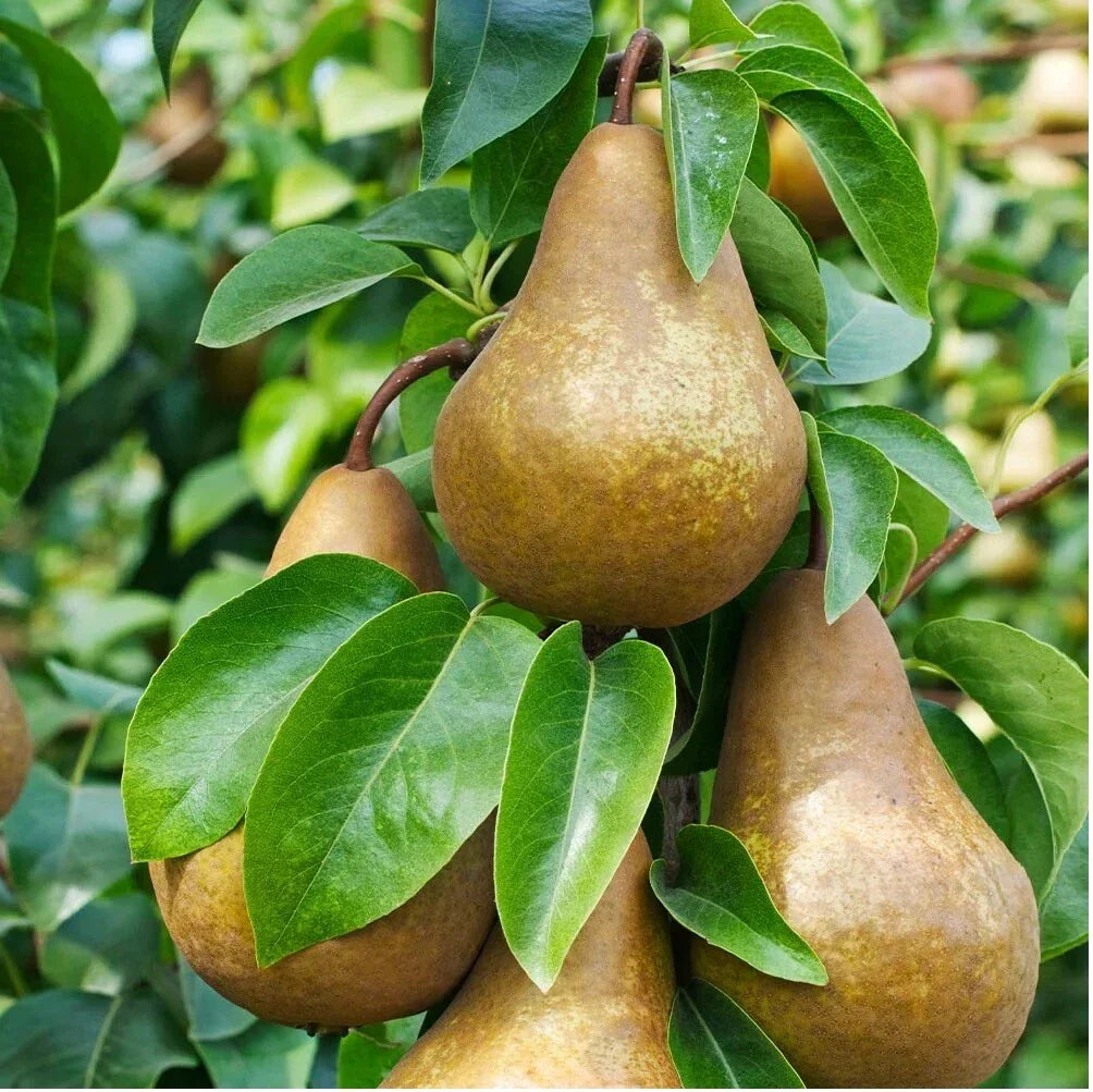 Bosc Pear Seeds - Edible Fruit Tree Pyrus pyrifolia for Home Garden, Juicy Pears, Pollinator Attractant, Pack of 10