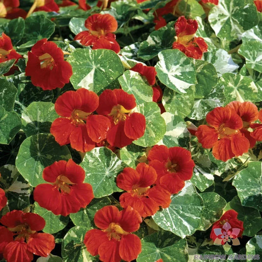 Nasturtium Seeds - Alaska Scarlet Variety - Edible Flowers for Garden & Pollinators - Tropaeolum majus - 50+ Seeds