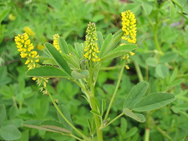 Yellow Flower Sweet Clover Seeds, Melilotus officinalis, Bulk 1200 Seeds for Pollinator Gardens & Soil Enrichment