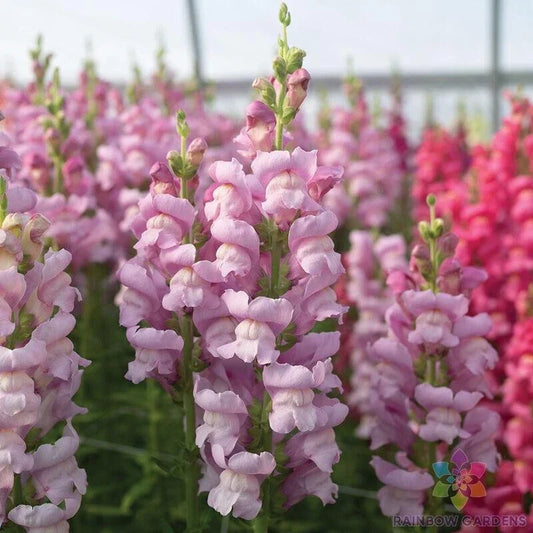 Lavender Snapdragon Seeds - 1000+ Count Maryland Antirrhinum majus for Borders, Containers, Flower Beds - Free Shipping USA