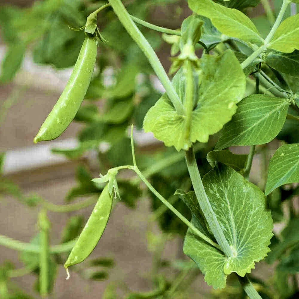 Sugar Snap Pea Seeds - 30 Heirloom Non-GMO Pisum sativum var. macrocarpon for Vegetable Garden, Climbing Vine