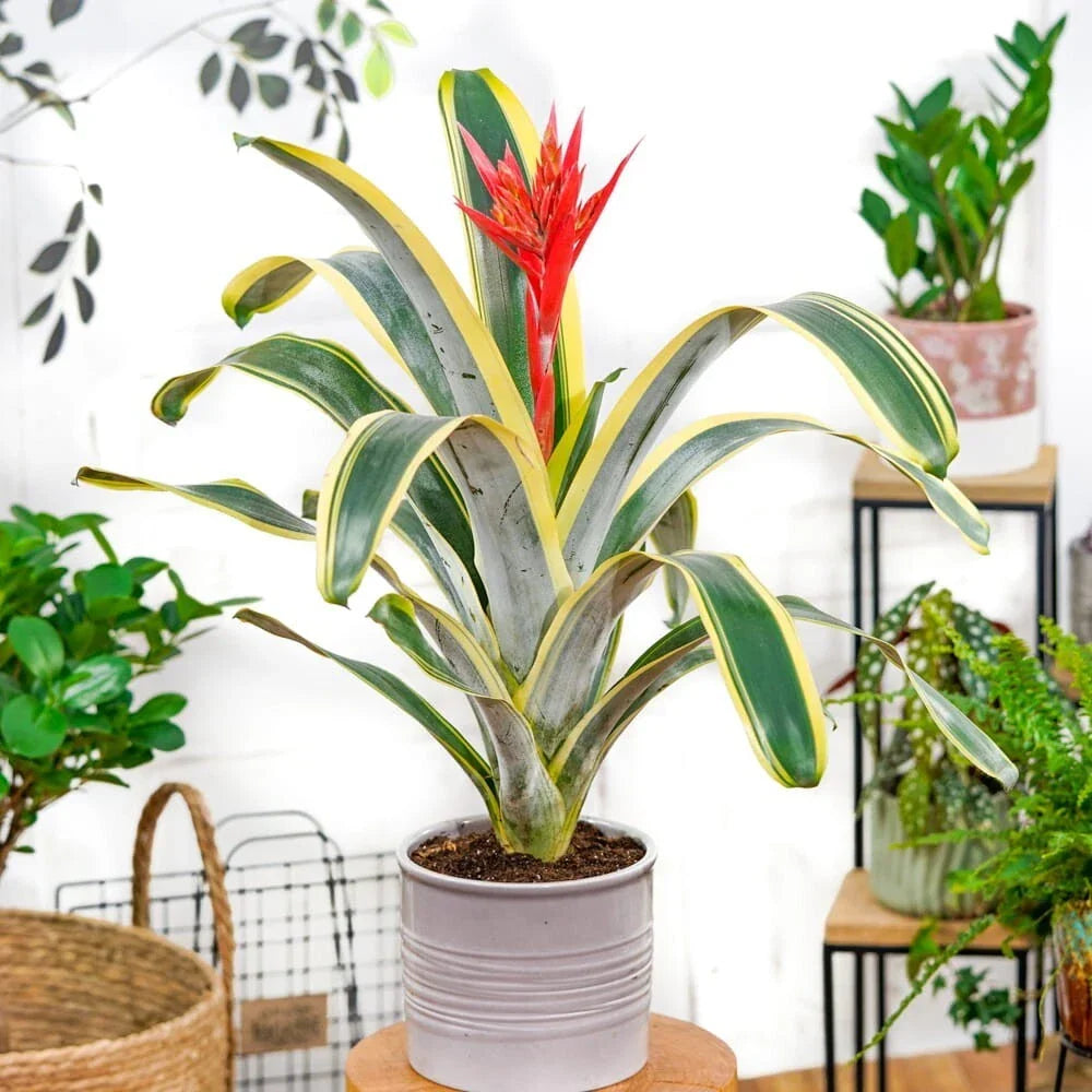 Aechmea Bromeliad Starter Plant - Felice Variety - Live Rooted Pup - Rare Tropical Houseplant - Indoor Exotic Plant