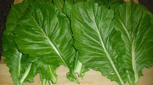 Mustard Seeds Pack – Florida Broadleaf Brassica juncea – Nutrient-Rich Greens for Home Gardening