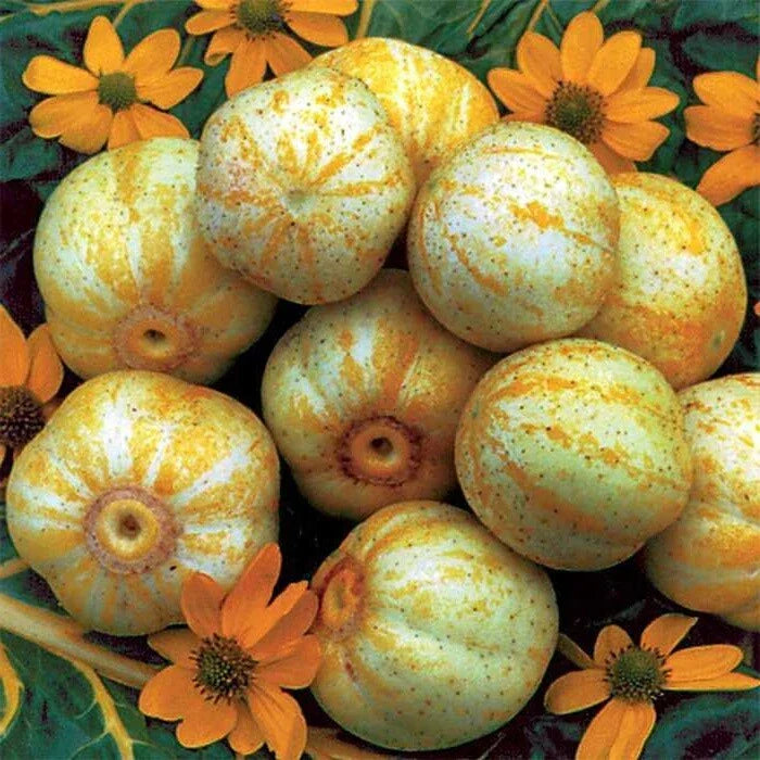 Lemon Cucumber Seeds 1/4 lb Heirloom Pickling Variety Cucumis sativus Non-GMO for Canning & Home Garden