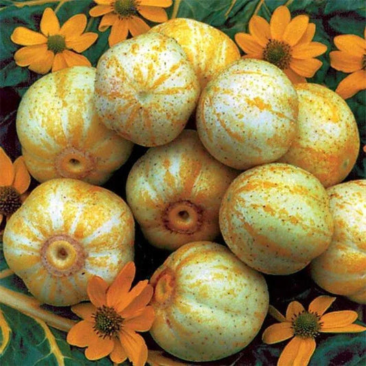 Lemon Cucumber Seeds 1/4 lb Heirloom Pickling Variety Cucumis sativus Non-GMO for Canning & Home Garden