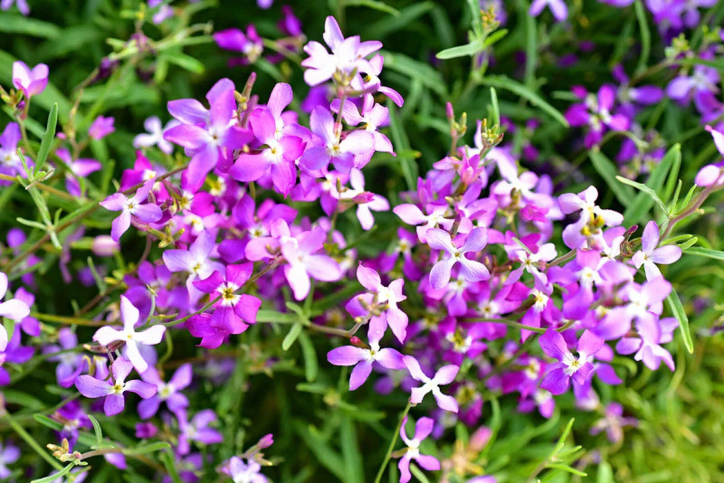 Evening Scented Stock Seeds Bulk - Lilac-Pink Mix, Matthiola incana, Fragrant Night Blooming Annual for Garden Borders and Containers