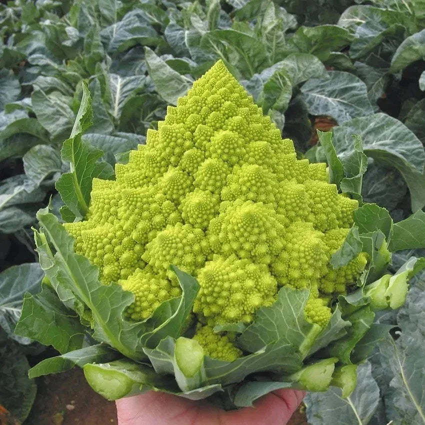 Romanesco Broccoli Seeds - Organic, Non-GMO, Heirloom, Fractal-Shaped Heads, Brassica oleracea var. botrytis, 50+ Seeds