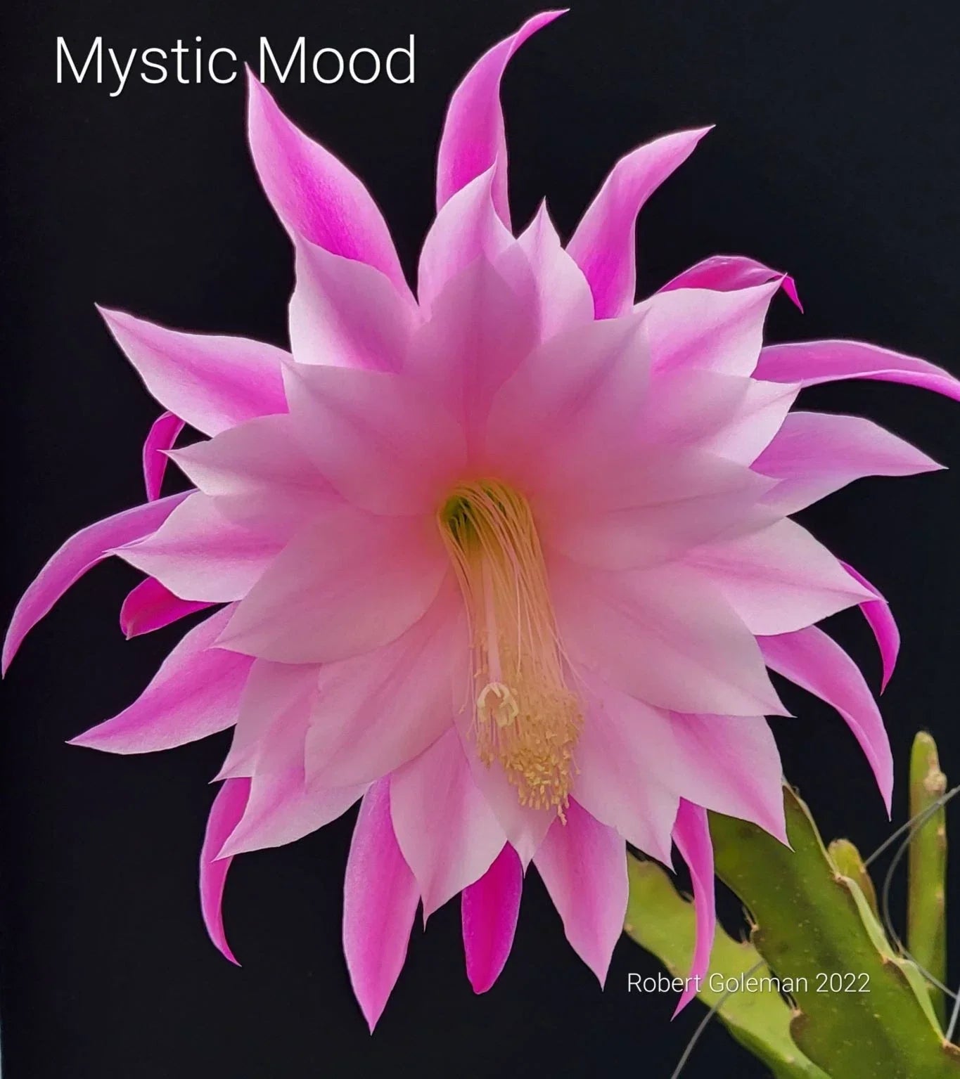 Unrooted Epiphyllum 'Mystic Mood' Orchid Cactus Cutting with Vibrant Pink and White Blooms for Indoor Garden