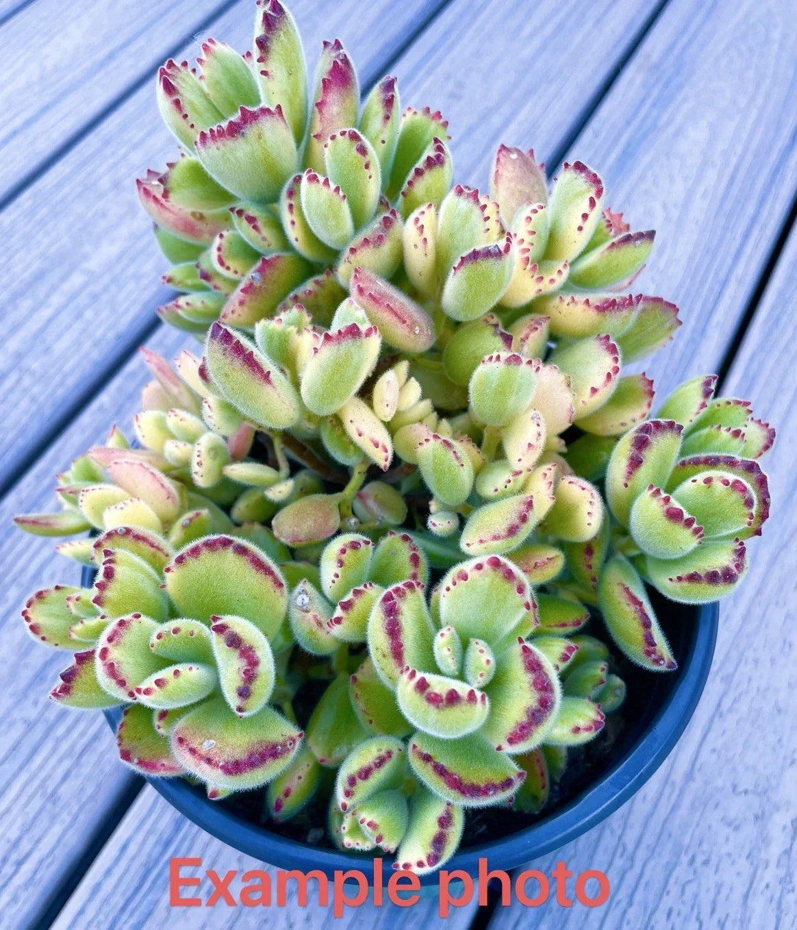 2" Variegated Cotyledon tomentosa Bear's Paw Succulent Live Plant Cutting, Rare Fuzzy Succulent, Unique Indoor Garden Plant