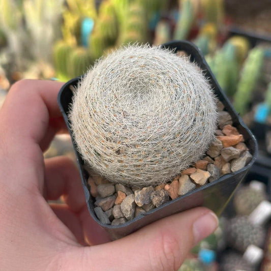 Live Rooted Mammillaria Lenta Cactus - Unique Succulent for Indoor & Outdoor Decor - Drought-Resistant, Low Maintenance Plant