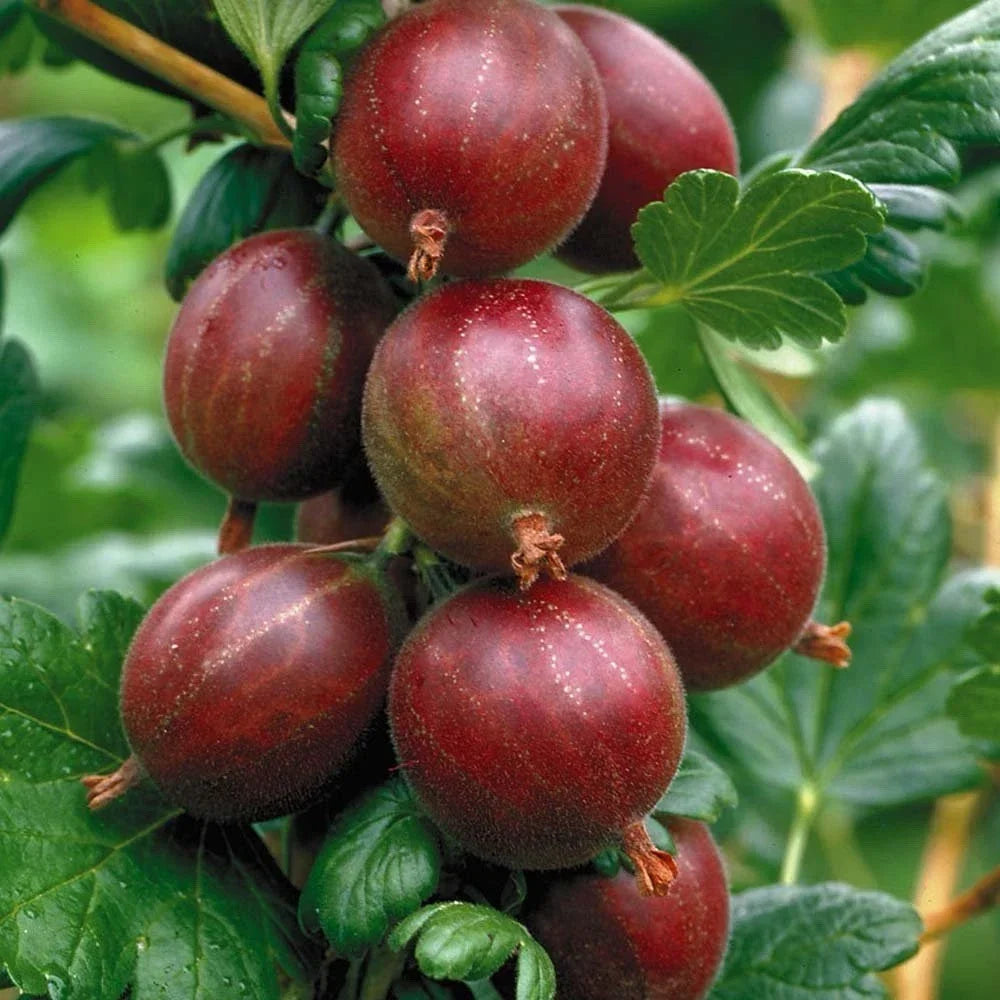 Hinnonmaki Red Gooseberry Starter Plant – Ribes uva-crispa, Superfood Berry for Zones 3-8, Edible Fruit, Easy to Grow