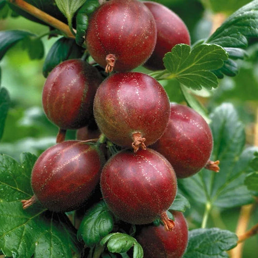 Hinnonmaki Red Gooseberry Starter Plant – Ribes uva-crispa, Superfood Berry for Zones 3-8, Edible Fruit, Easy to Grow