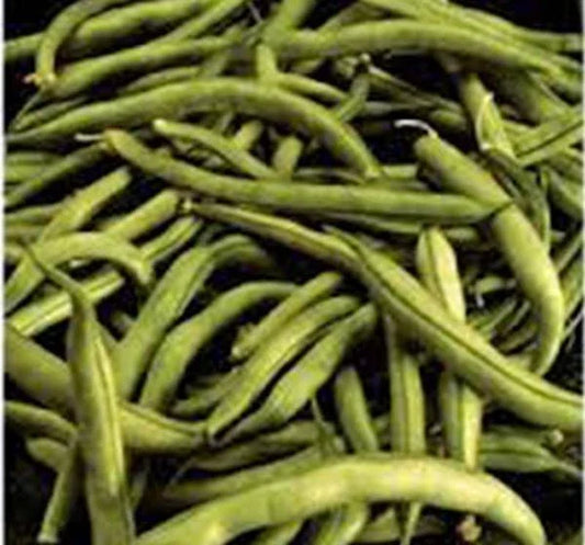 Heirloom Commodore Bush Bean Seeds – Non-GMO, Organic Green Beans, 50+ Pack, Phaseolus vulgaris, Compact Bush Growth, Easy to Grow