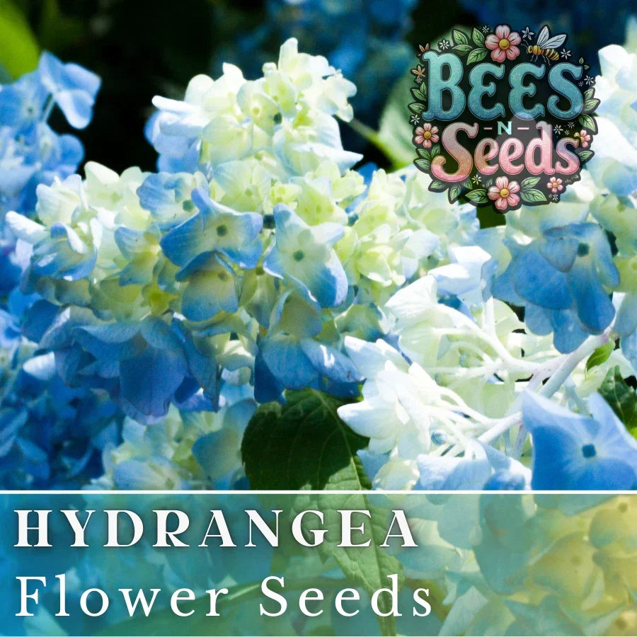 Bicolor Sonata Hydrangea Seeds - Non-GMO Hydrangea macrophylla Flower Seeds for Borders, Containers & Pollinator Gardens