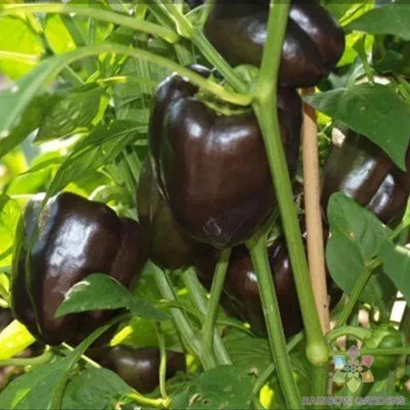 Sweet Chocolate Pepper Seeds - 25+ Pack, Capsicum annuum, Heirloom, Non-GMO, Vegetable Seeds for Garden & Container Planting