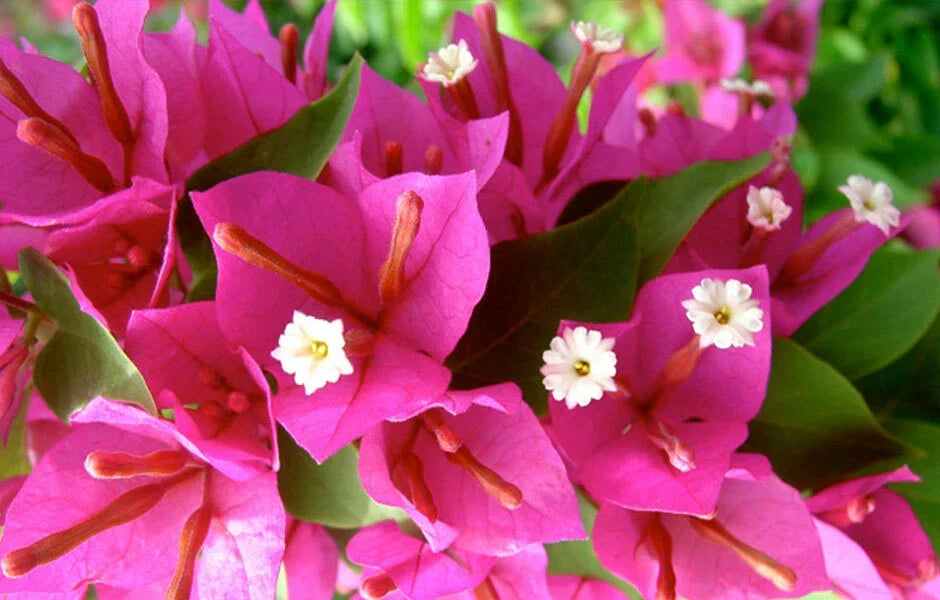 Pink Pixie Bougainvillea Live Starter Plant | Bougainvillea glabra | Vibrant Pink Blooms | Drought-Tolerant, Compact Growth