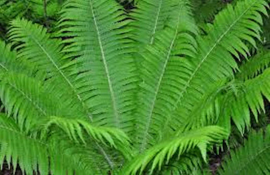 Ostrich Fern Bare Root - 3 Fiddlehead Plants - Matteuccia Struthiopteris - Edible Shoots for Woodland Gardens