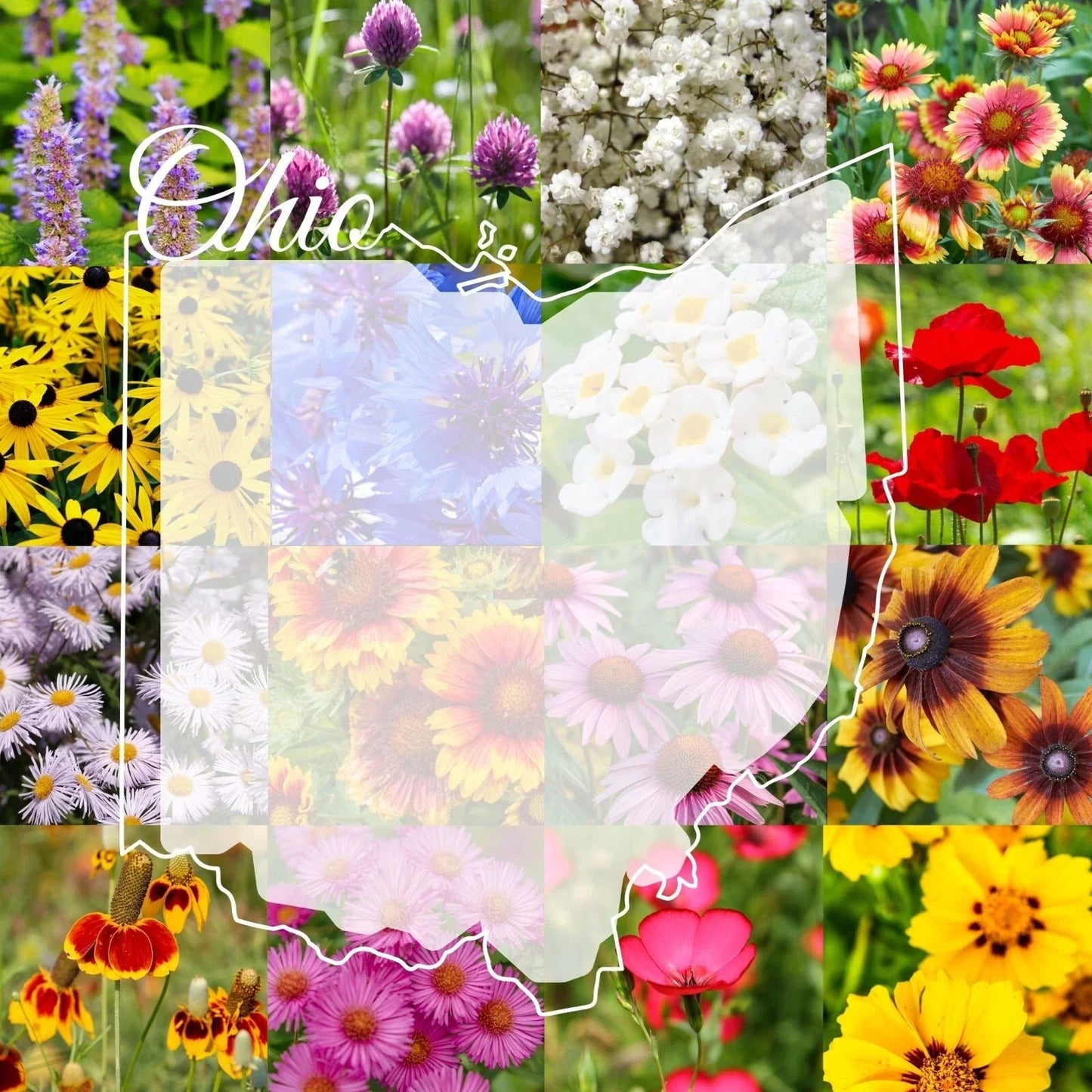 Ohio Wildflower Seed Mix 1/2lb – Native Wildflowers for Gardens, Colorful Blooms, Attract Pollinators, Covers 2,000 sq ft