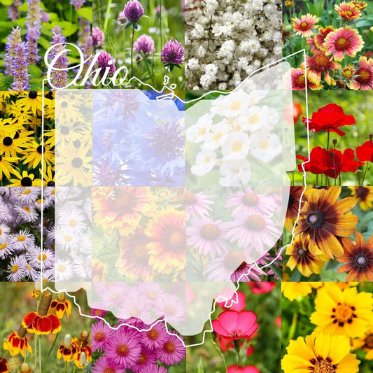 Ohio Wildflower Seed Mix 1/2lb – Native Wildflowers for Gardens, Colorful Blooms, Attract Pollinators, Covers 2,000 sq ft